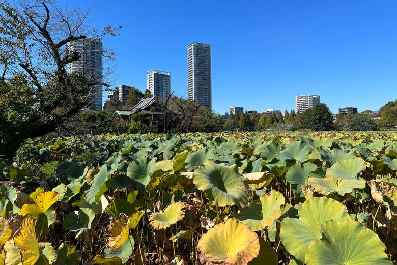 Il Parco Ueno di Tokyo