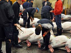 Marché de Tsukiji, vente de thon