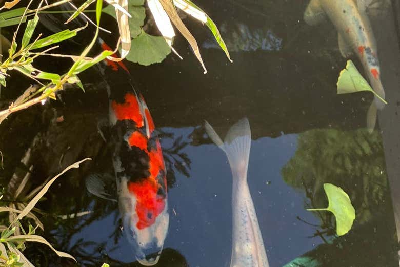 Carpas, símbolo de perseverança, coragem e boa sorte