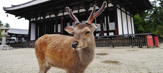 Tour de 11 días desde Tokio hasta Kioto