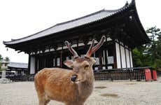 Tour de 11 días desde Tokio hasta Kioto