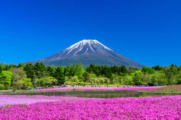 Excursión al monte Fuji + Recogida de fruta