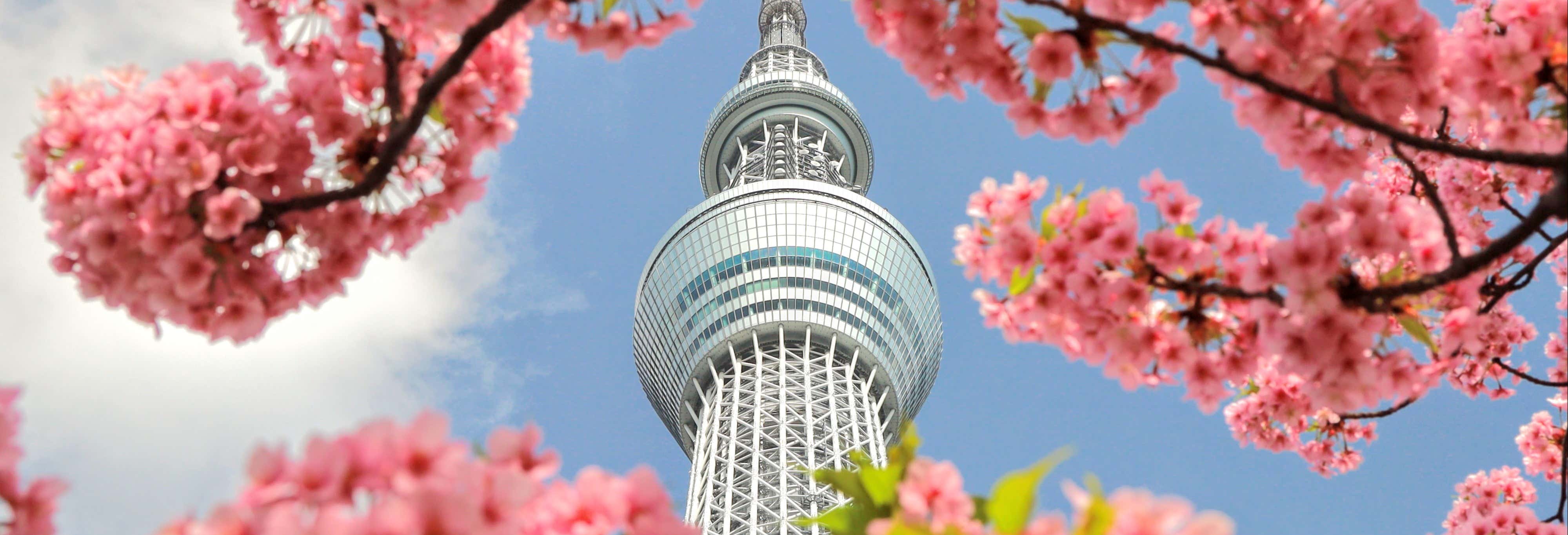 Guided tours and free tours in Tokyo