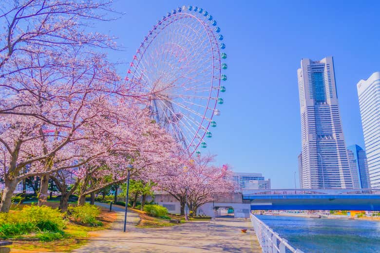 Cerejeira em flor em Yokohama