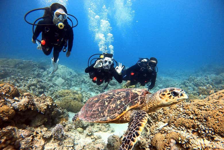 Nagez avec une tortue de mer