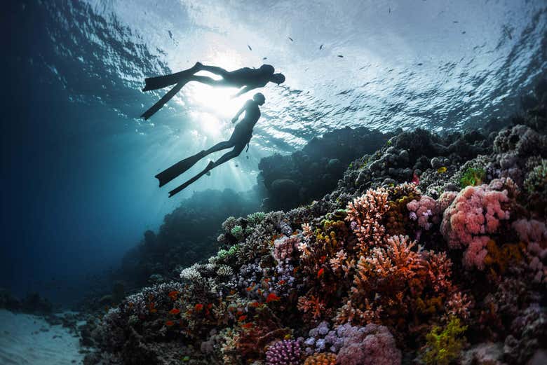 Snorkel entre corais