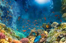 Snorkeling nel Mar Rosso