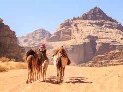 Camellos en el desierto