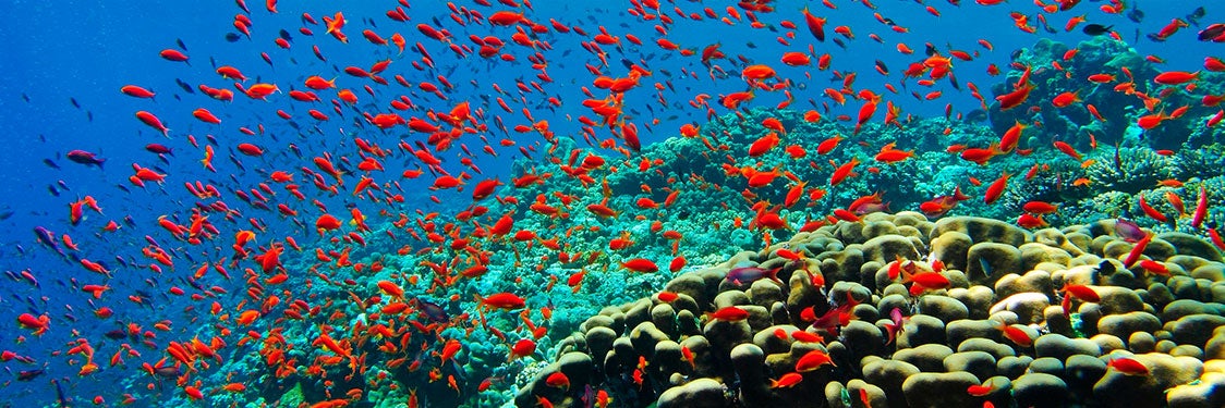 Mar Rojo - Buceo en Jordania, Áqaba y el Mar Rojo