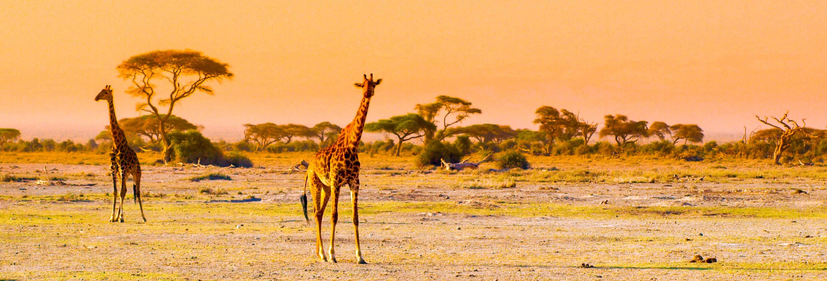 Amboseli