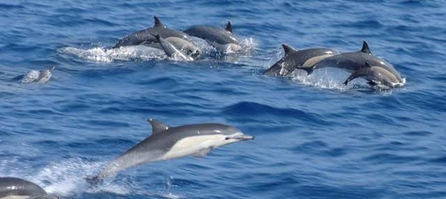 Avistamiento de delfines en el Parque Nacional Marino Kisite