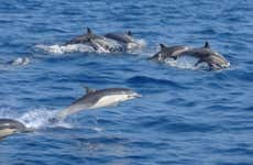 Observation de dauphins dans le parc national marin de Kisite