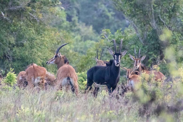 Antelopes in Shimba Hills