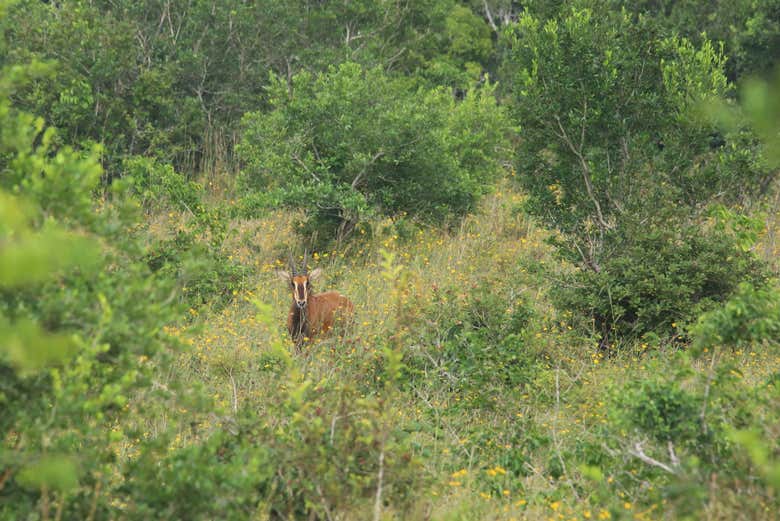 Avistando animais durante o safári