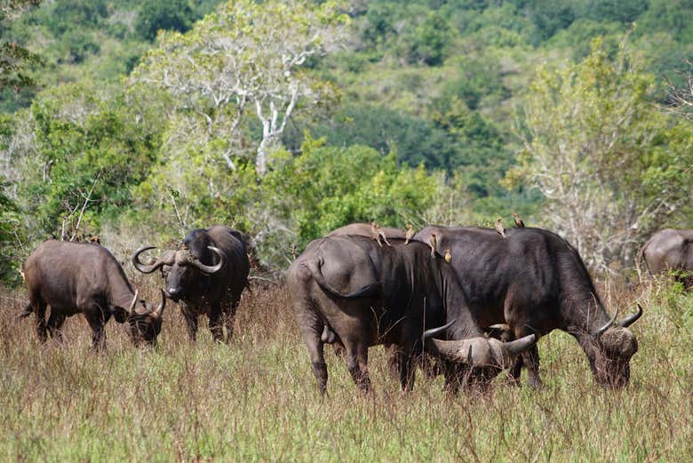 Búfalos em Shimba Hills