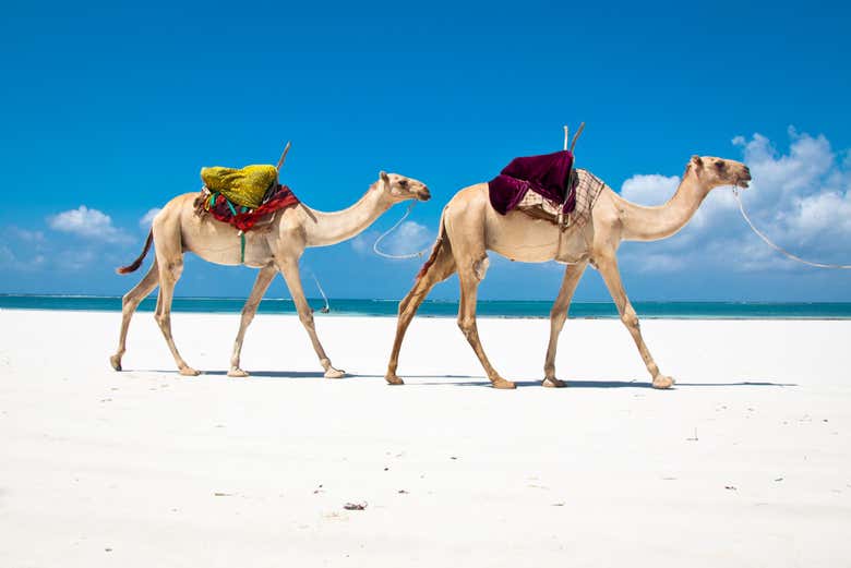 Camellos paseando por la playa de Diani