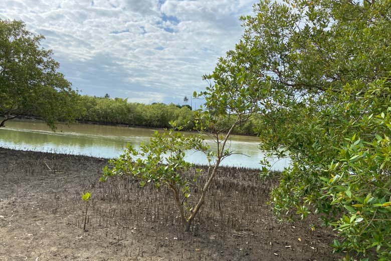 Vous laisserez l'océan derrière vous pour naviguer sur le fleuve