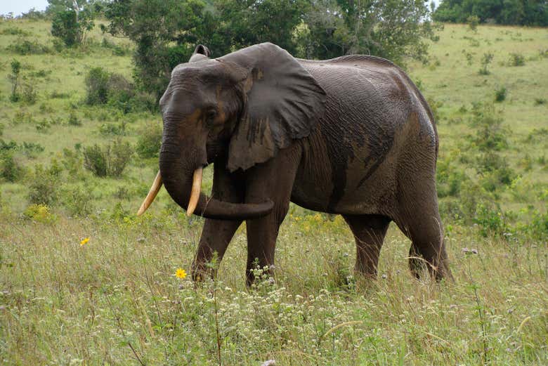 Elefante em Shimba Hills