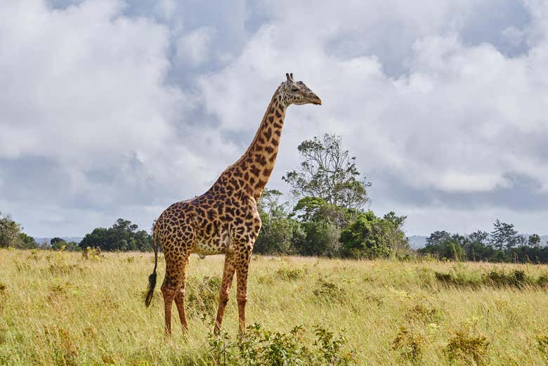 Uma girafa na reserva
