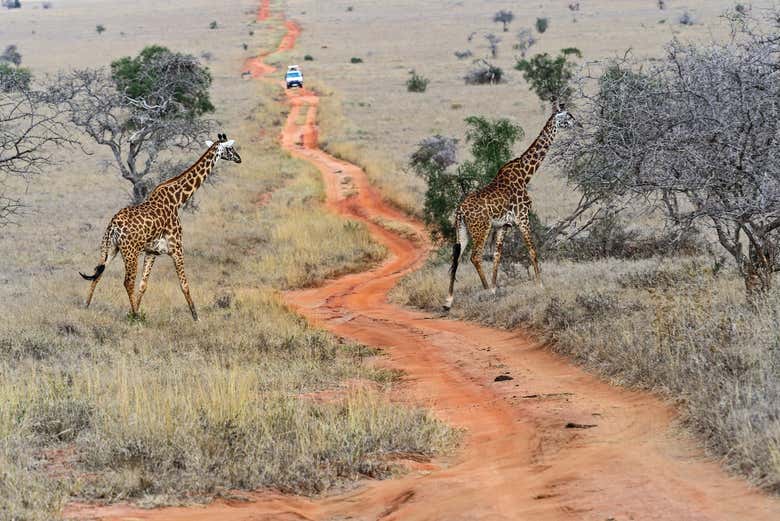 Jirafas en el Parque Nacional de Tsavo East