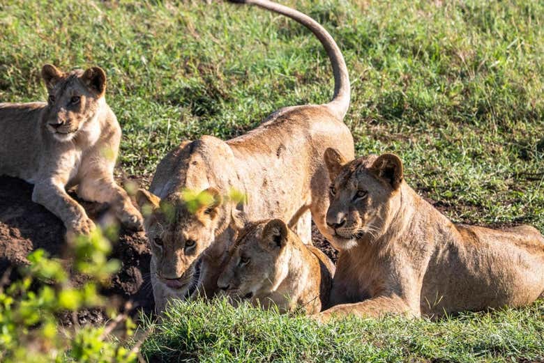 Grupo de leones en Tsavo East