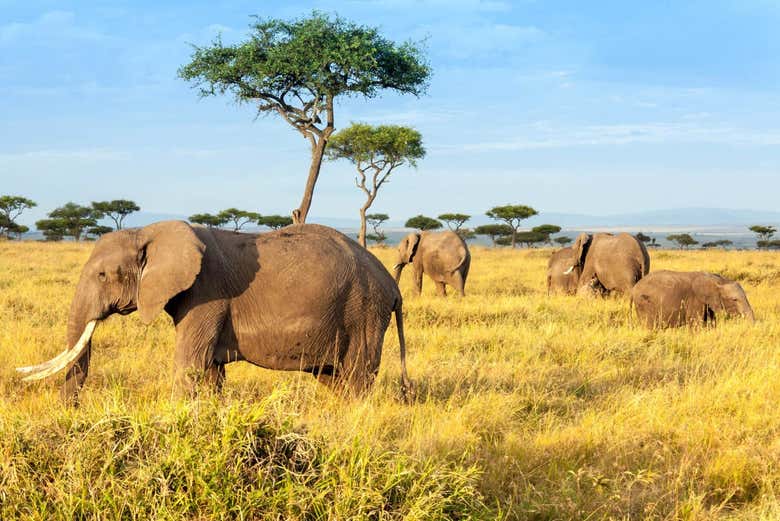 Manada de elefantes en Tsavo East