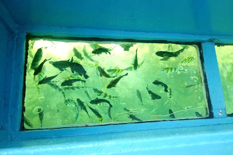 The glass bottom of the boat