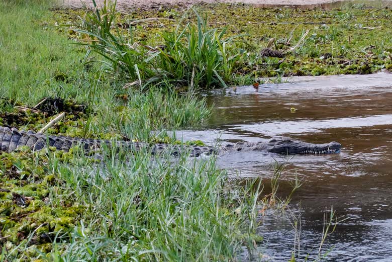 Cocodrilo en el río Congo