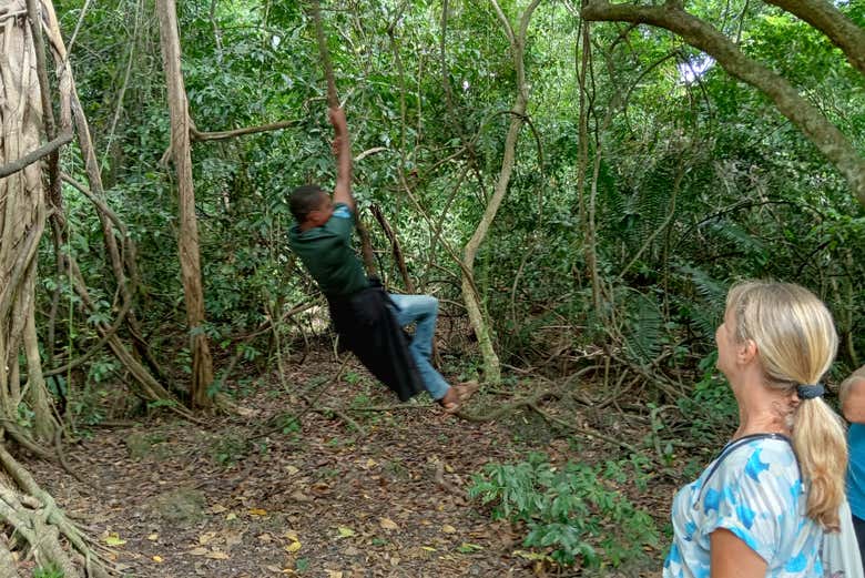 Vous vous promènerez dans la forêt