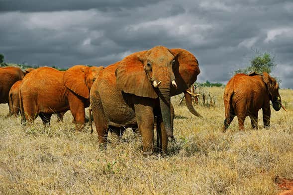 Safari privato nel Parco Nazionale di Tsavo East