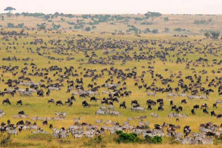 Spot incredible wildlife from the hot air balloon
