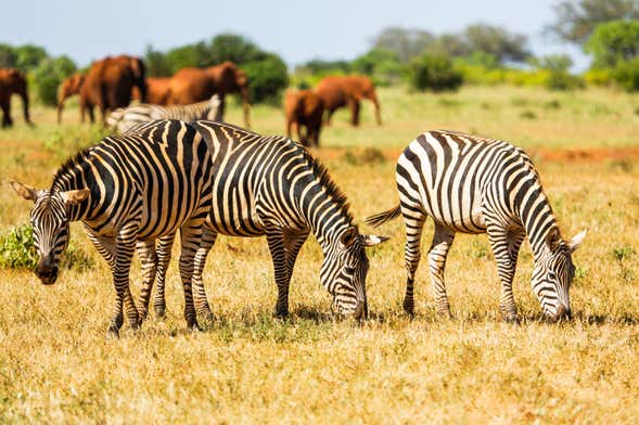 Safari de 6 jours à Amboseli, Tsavo East et Tsavo West