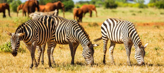 Safari de 6 días por Amboseli, Tsavo East y Tsavo West