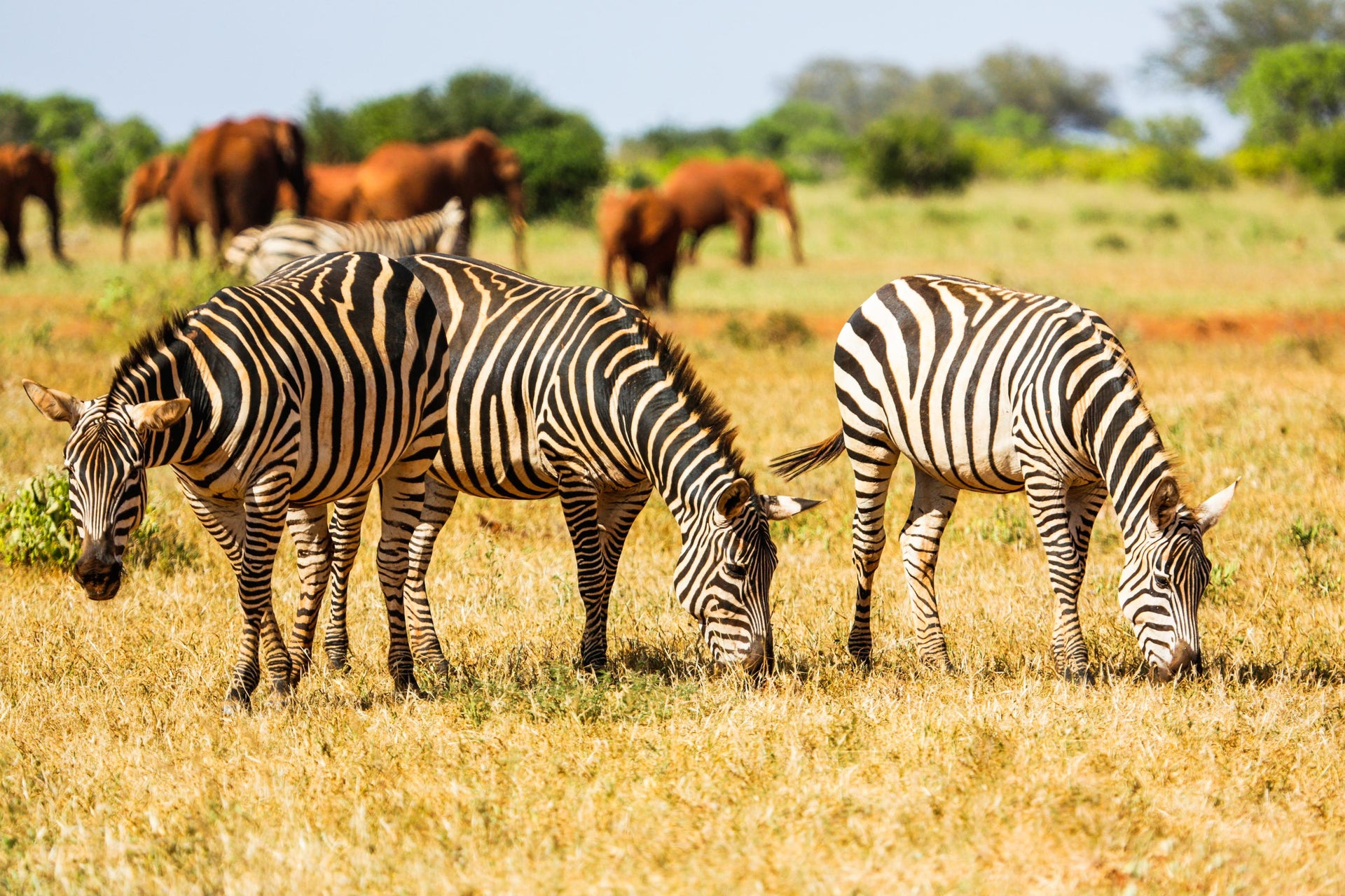 Safari de 6 días por Amboseli, Tsavo East y Tsavo West