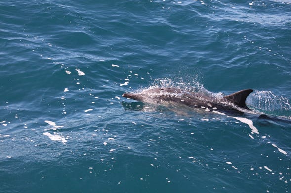 Avvistamento di delfini + Snorkeling sull'isola di Wasini