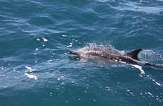 Avistamento de golfinhos + Snorkel na ilha Wasini