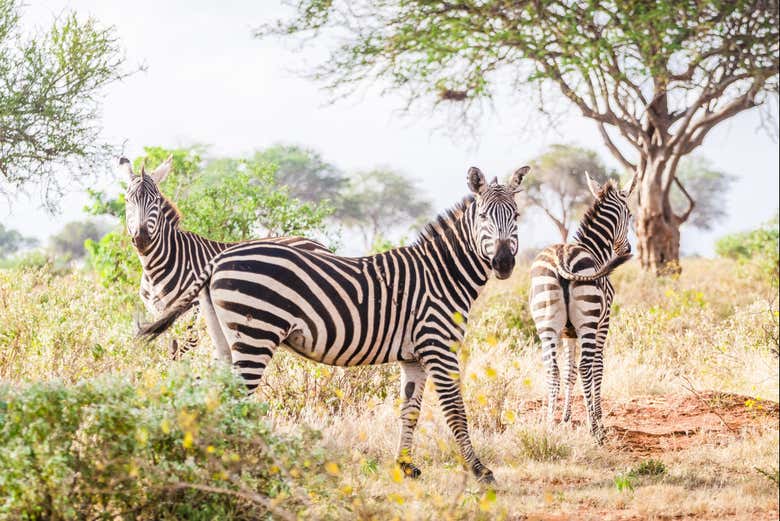 Zebre nel Parco Nazionale di Tsavo West