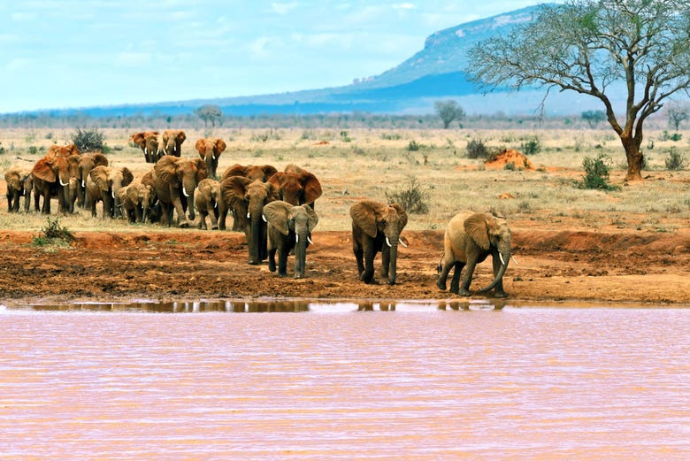 Elefantes en el Parque Nacional de Tsavo East