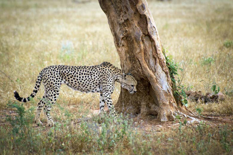 Léopard dans le parc national de Tsavo West