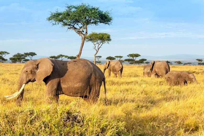 Mandria di elefanti a Tsavo East
