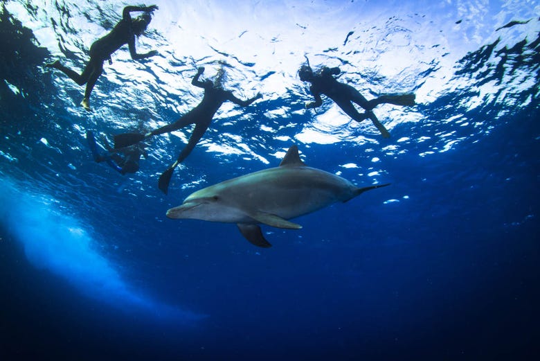 Snorkeling con i delfini