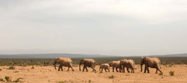 Safari privado por el Parque Nacional de Tsavo East
