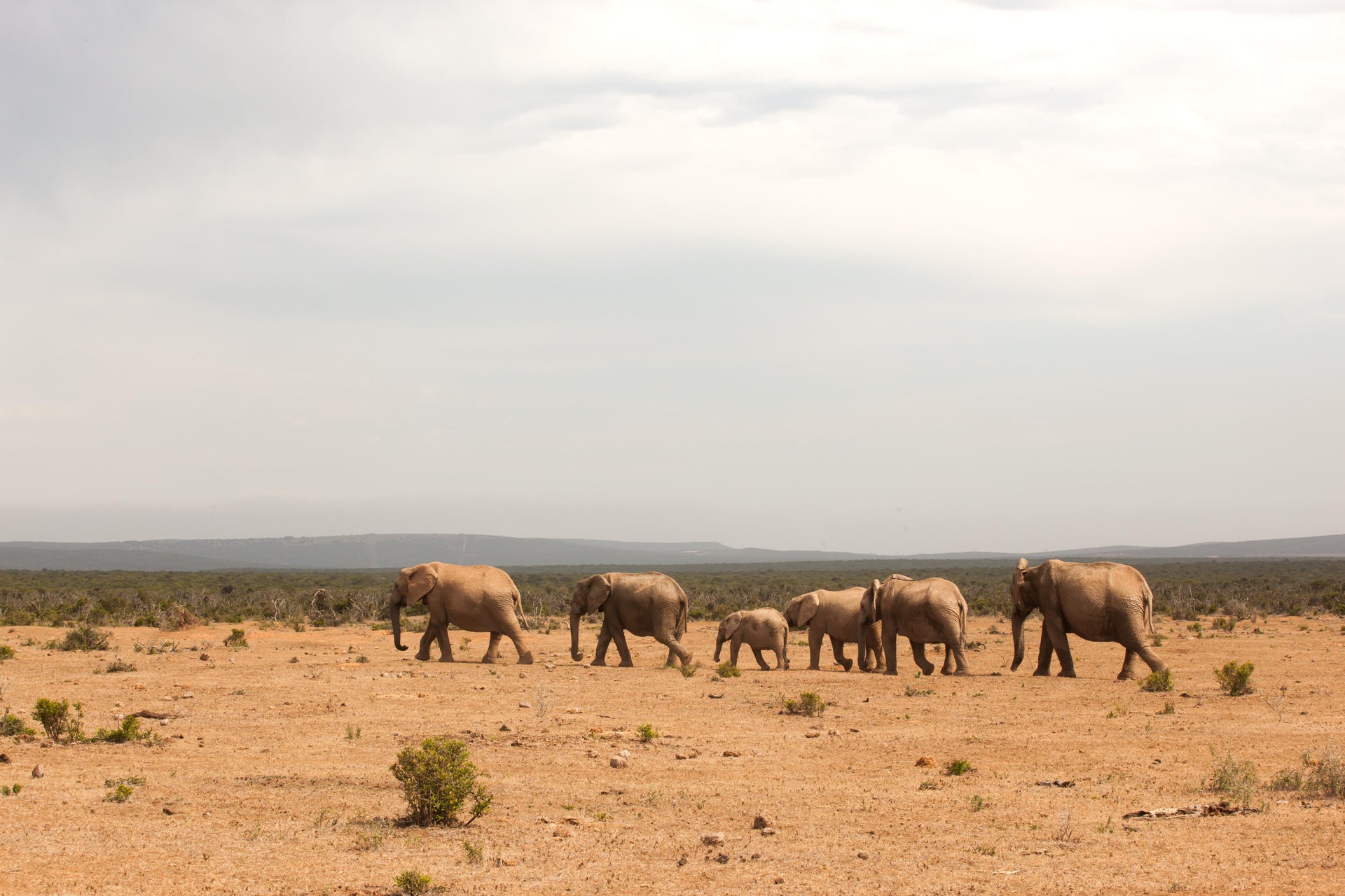 Safari por el Parque Nacional de Tsavo East