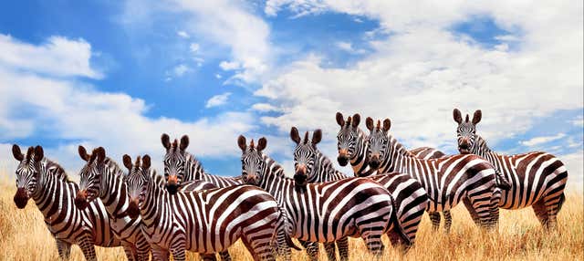 Safári de 6 dias por Masai Mara, Amboseli e lago Naivasha