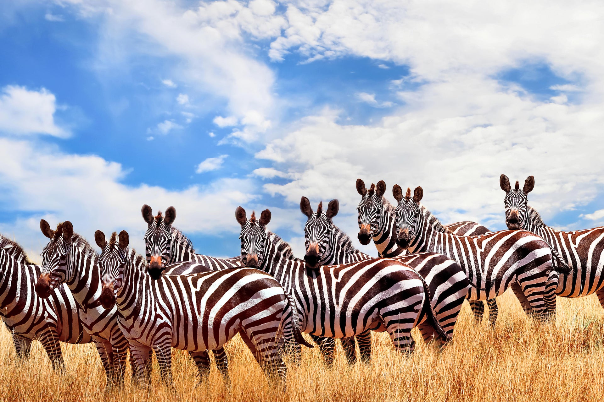 Safari de 6 jours au Masai Mara, Amboseli et au lac Naivasha