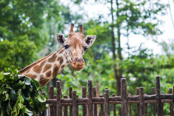 Excursão ao Giraffe Centre