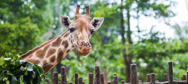 Excursion au Giraffe Centre