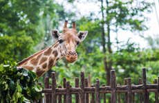 Excursion au Giraffe Centre