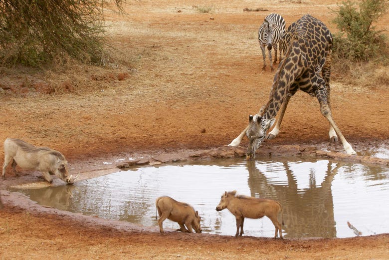 Animales bebiendo agua en una charca