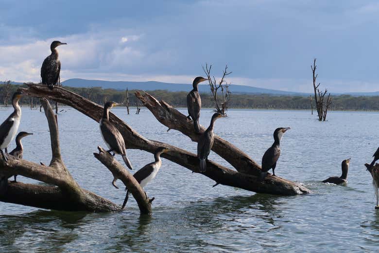 Cormoranes en unas ramas en el lago Naivasha